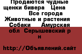 Продаются чудные щенки бивера › Цена ­ 25 000 - Все города Животные и растения » Собаки   . Амурская обл.,Серышевский р-н